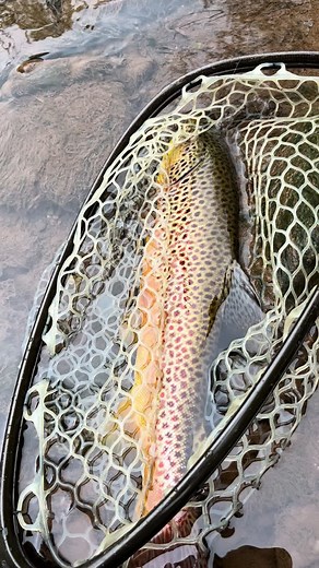 Brown Trout Fishing Tips for Beginners