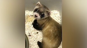 Black-footed ferret named Elizabeth Ann becomes 1st endangered American animal to be cloned