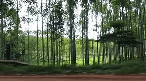 Views While Driving Uganda: vídeo stock (100% livre de direitos) 1105115003 | Shutterstock