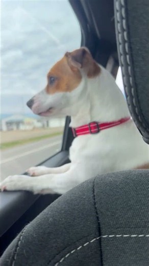 My Dog Has Beef With the Amish || ViralHog