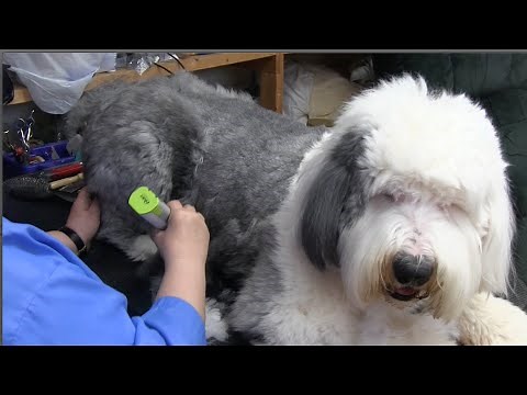 Old English Sheepdog - Using Clippers for Beginners