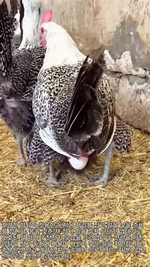 How a Healthy Hen Lays an Egg #farming #eggs #chicken