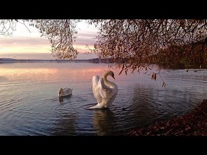 🦢if this found you, you are in GROUP 4, 𝐌𝐚𝐤𝐞 𝐚 𝐰𝐢𝐬𝐡 (don’t ignore‼️)