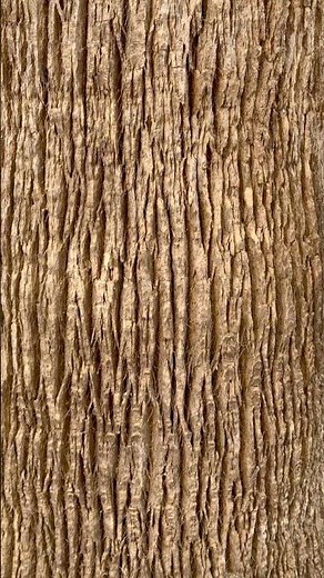 🌴 (zoom version) #valencia #zoomversion #nature #details #valencialink