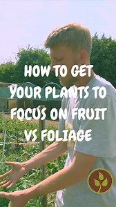 You’re Growing Broad Beans Wrong — Here’s Why  Pinching out the top...