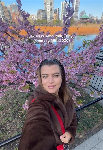 Cherry blossoms fully bloomed at Ueno Park, a few at the main entrance and along the waterline. 🌸🌸🌸 Had a gorgeous morning exploring the area on a perfect winters day. #sakura #cherryblossom #tokyo #japancherryblossom #flowers