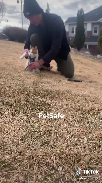 Cat Harness Training Tips for Pet Safety and Leash Training