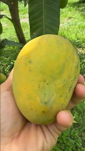 Guava mango