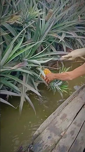 Discover how to cut pineapples in seconds with this incredible technique