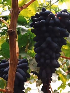 219K views · 10K reactions | Enchanting Fruit Gardens  | Emotional Quotes | Facebook