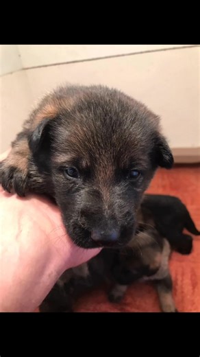 1.2K views · 64 reactions | Dnes 29.11. 2025 3 týždne vrh C Xia ❤️✨ a Ares Magira | Jozef Paták | Facebook