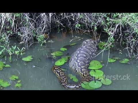 Python vs Crocodile: Who is the Ultimate Predator of Land & Water?
