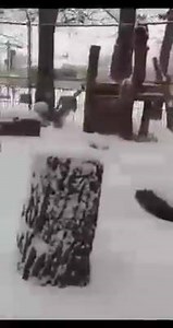 1.1K views | Roosevelt Park Zoo on Reels | Facebook