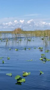 We got front row seats folks! Check out these alligators, most likely battling it out over territory! Watching this epic scene in person is definitely better than watching it play out on Animal Planet! You just never know what you're going to see on our world-famous Everglades airboat tours! 🐊 {IG} anabelp11 Gators might seem slow and steady, but when it comes to defending their territory in the wild, things can get intense! These prehistoric predators will fight for dominance, space, or even f