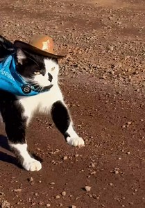 Classic Jack Spicer Cat Cowboy — Zoomed Inspection with Pumpkin & Friends