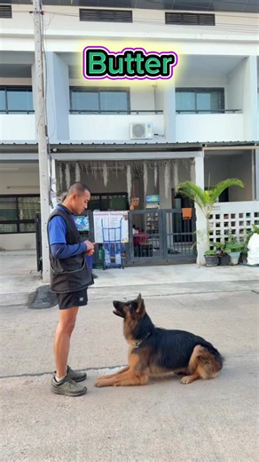 ฝึกฝนกันค้าบ🥰🥰 #จารย์เปารับฝึกและฝากเลี้ยงสุนัขปากช่อง #รับฝึกสุนัข #รับฝากสุนัข #CapCut #dogsofttiktok