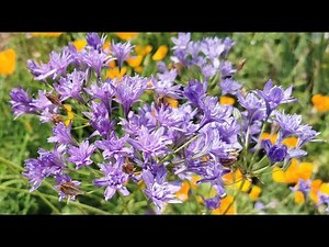 Best plants for insect pollinators: Triteleia laxa, the Triplet Lily, care and cultivation in the UK