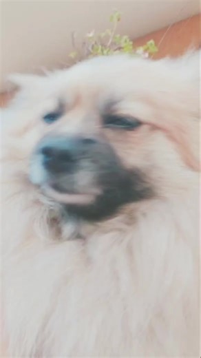 Ana_Carolina (@aur0raatelier)’s videos with Cao - Liquid Crystal Project & J. Rawls