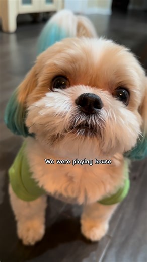 Allyson Evans (Josie, Molly, Harley) on Instagram: "Derek really gets into role playing…. Audio: @jasonbankscomedy #shihtzusofinstagram #jasonbankscomedy #dogsofinstagram"