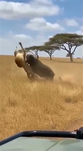 Can buffalo save Tourist Running form Lion. #dance #funny #song #दंगल2