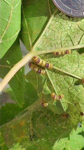 Grapeleaf Skeletonizer #Insects #destructive #garden #gardening