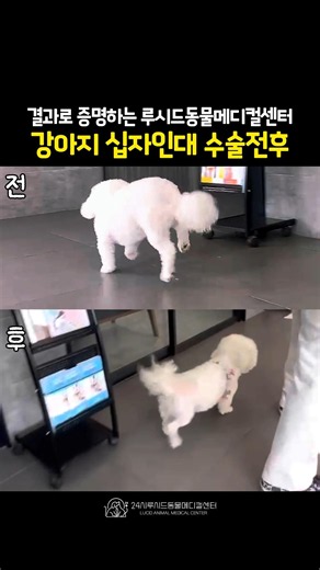 십자인대 수술 후 어디서나 당당하게 걷기~🐕💕 #24시동물병원 #비숑 #TPLO
