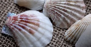 Cool DIY Painted Seashells - DIY Tutorial Idea