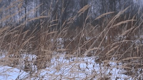 clip-3994252237-dry-grasses-wind-winter-meadows-cloudy-morning