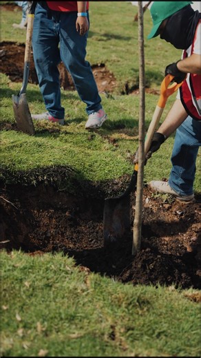 ¡Así vivimos el Reforestatón Javer 2025! 🌳 El pasado 5 y 6 de septiembre más de 360 voluntarios y proveedores de los 7 estados donde tenemos presencia, se unieron para plantar 640 árboles en nuestros fraccionamientos. Esta iniciativa refleja nuestro firme compromiso con la sostenibilidad y la construcción de un futuro más verde para las comunidades donde estamos presentes. #ReforestatónJaver #arborización #SostenibilidadJaver | Javer