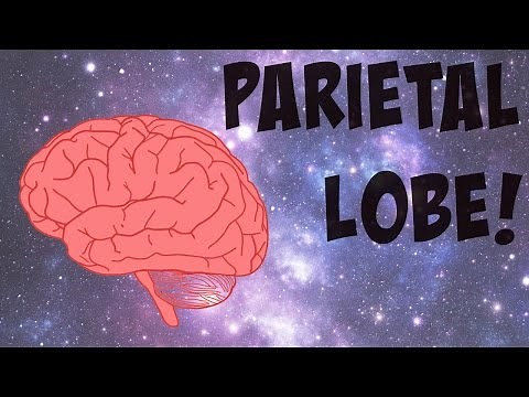 The Parietal Lobe Explained