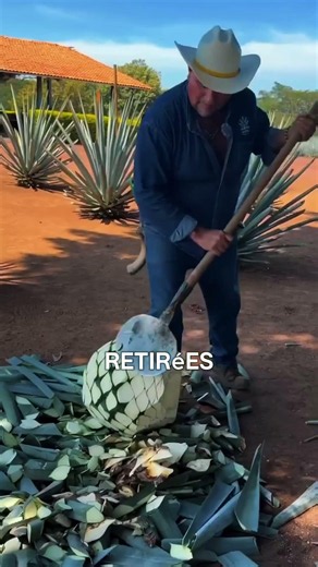 Pourquoi l’agave devient-il du tequila ? 🌵🍹🇲🇽 #facts #arbre #fruit