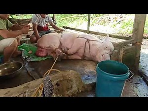 Boar castration no.105