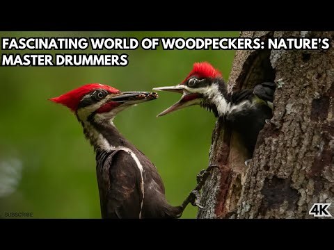 Fascinating World of Woodpeckers: Nature's Master Drummers