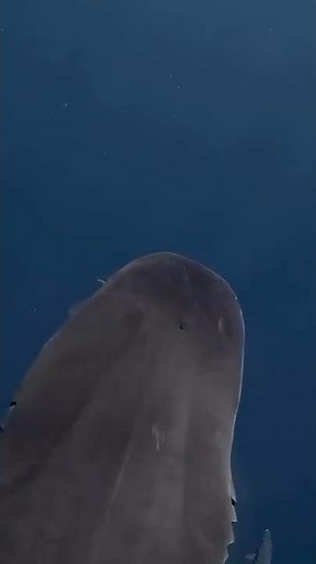 Ever wondered what a shark’s skin feels like? 🦈 #sharks #sharkskin #ocean #sharkdiving #aby