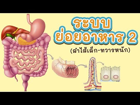 ระบบย่อยอาหาร 2/2 (ลำไส้เล็ก-ทวารหนัก)