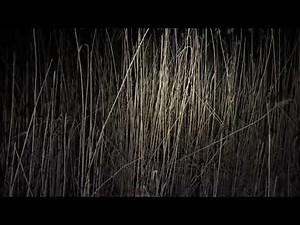 Spring peeper frogs in New Jersey