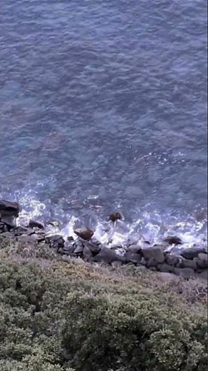 2026年4月12日 異国の見える丘展望台 上県町佐護北里 展望台の真下を観察 #一人称視点 #異国が見える #上県町 #展望台