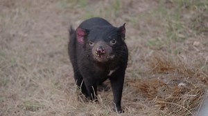Close-up, professional footage of Tasmanian Devils in their sanctuary habitat, offering an intimate view of their unique behaviours.