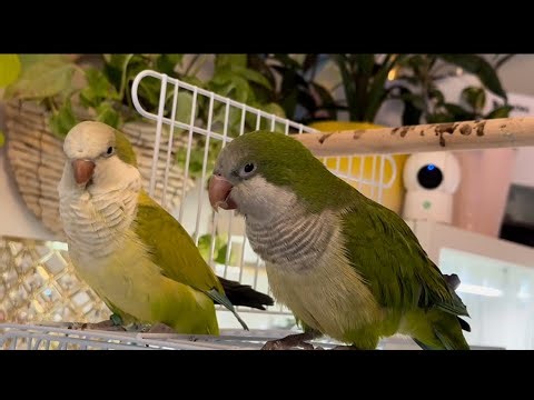 Introducing Quaker Parrots Sage & Tiny Tim | First Meeting