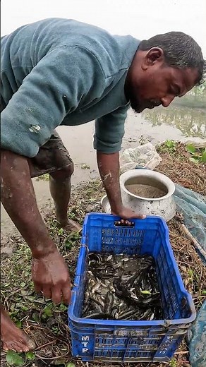 Amazing Traditional Hand Fishing! Satisfying Fish Catching In Village #fishing #fish