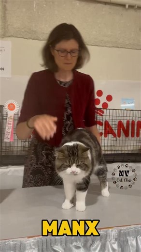 𝐌𝐀𝐍𝐗 (𝐋𝐎𝐍𝐆 𝐇𝐀𝐈𝐑). 𝑃𝐼𝑅𝐼𝑀𝐼𝑅𝑅𝐼𝑁 𝑂𝐻𝑅𝐼𝑁𝐺𝐸𝑁. Judge Wendy Heidt. Championship final. #cfacatshow #manx #manxcat #manxcatsofinstagram #manxcats | New Vision Cat Club