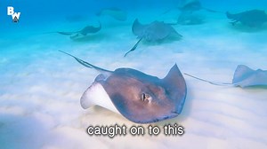 66K views · 85 shares | Have you ever seen stingrays THIS huge before?! Get ready to watch the crew get SWARMED by giant stingrays in our latest episode! | Coyote Peterson | Facebook