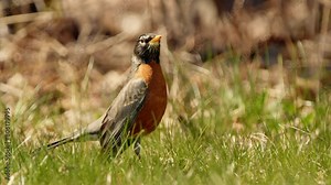 In slow motion, the North American Robin moves with deliberate grace across the spring grass of the lawn.
