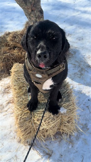 Morning Meetings with Nina: A NYC Dog's Day