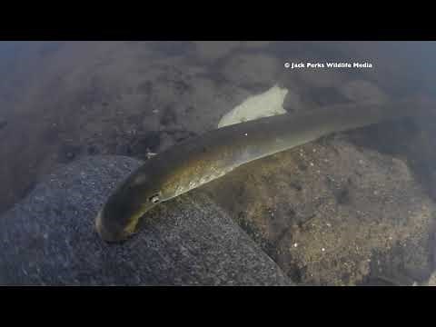 River Lamprey (Lampetra fluviatilis) Underwater UK