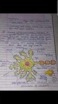 (classification of neuron) part 2 depending upon function