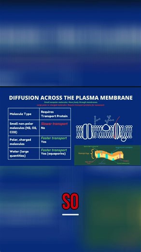 Cell Membrane Transport: How Molecules Move Easily #shorts