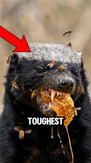 Ranking Animals by How Hard They Are to Kill #wildlife #survival