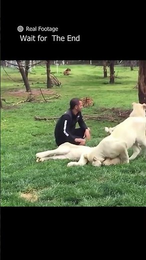 When a Tiger Became a Hero #asmr real-footage