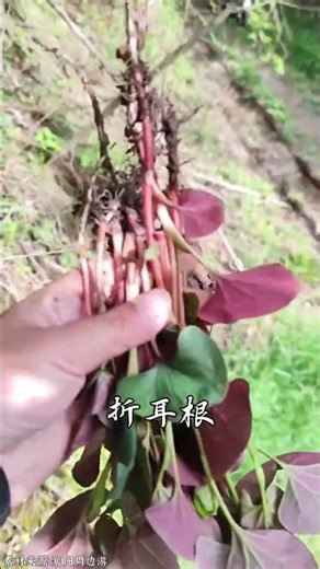 不负春日好时光，去田间寻鲜。一口野菜，满嘴襄阳的春天。#野菜 #王宝钏挖野菜 #春天的味道 #这个春天来襄阳赴一面之约 #襄阳借得东风一路风神 （剪辑：采信春）